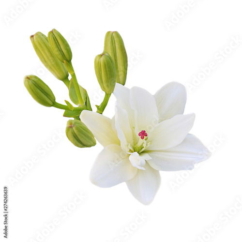 One white Lily flower with green young shoots on white background