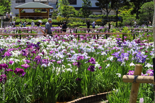 日本の梅雨の季節の花　ショウブの花