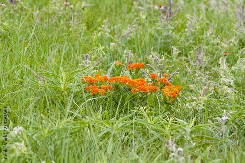 Wild flower C Creek  04
