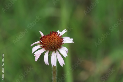 Wildflower C Creek 03