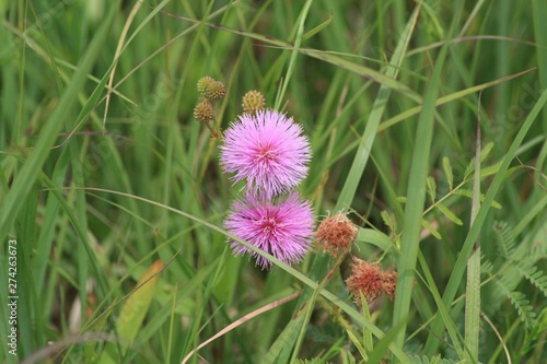 Wildflower C Creek 02