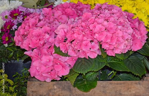 Flores variadas en las Ramblas de Barcelona photo