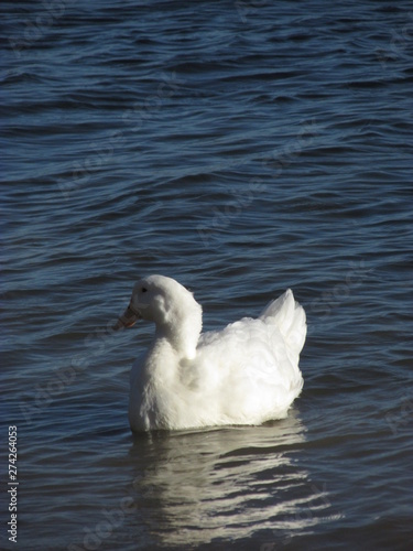 A white swan swims on a lake