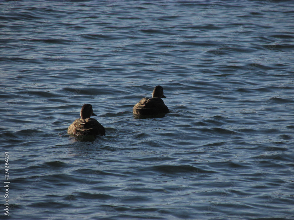 Fototapeta premium Long shot of two water birds swimming in a lake