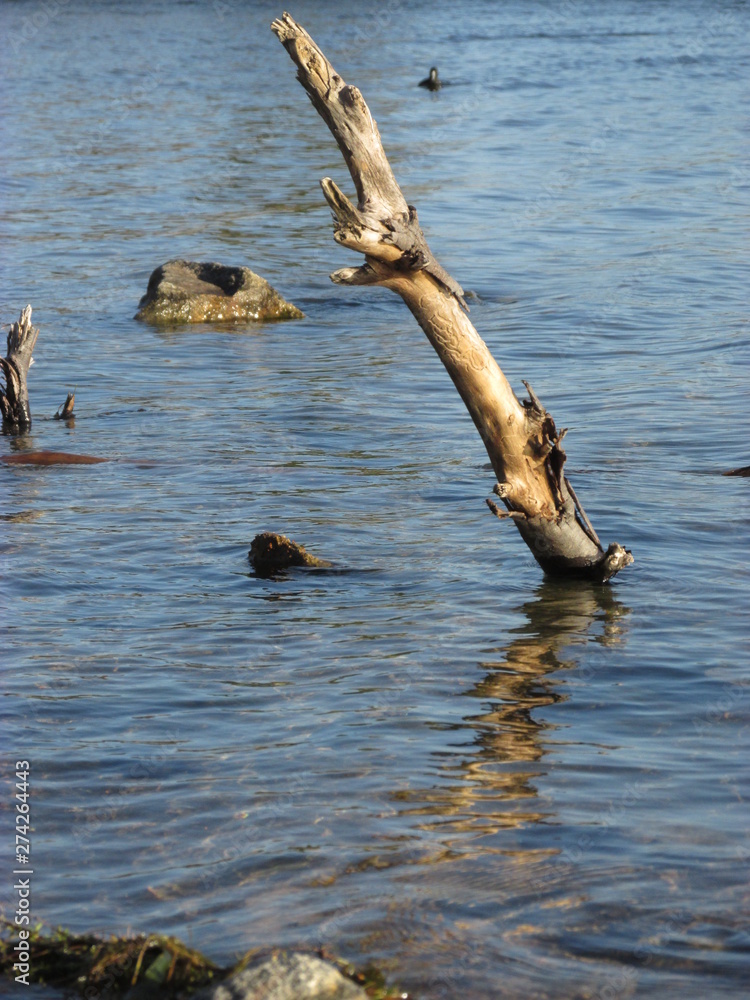 A driftwood sticking out of the lake water
