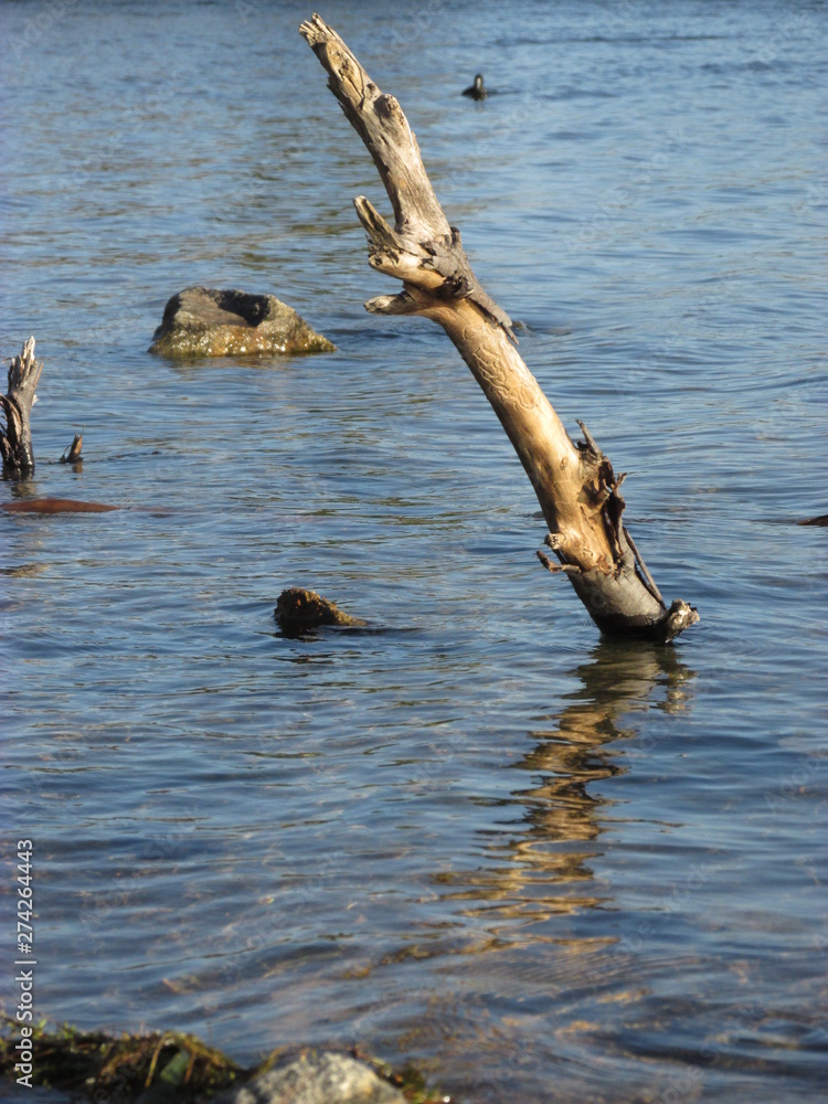 A driftwood sticking out of the lake water A driftwood sticking out of the lake water