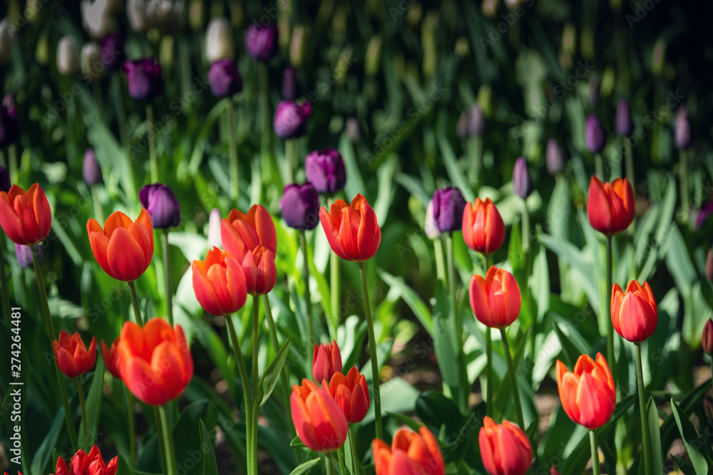 Colored field with red, dark violet and white tulips from Tulip Festival. Picture useful for web design and as a computer wallpaper.