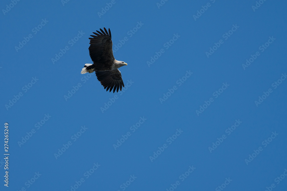 Obraz premium White Tailed Sea Eagle (Haliaeetus albicilla) in flight