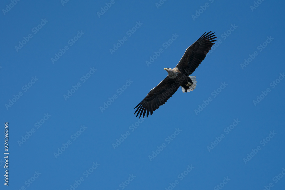 Naklejka premium White Tailed Sea Eagle (Haliaeetus albicilla) in flight
