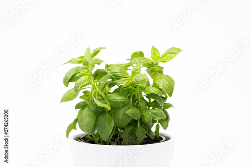 Sweet Basil or Genovese basil in white planter isolated on white background.