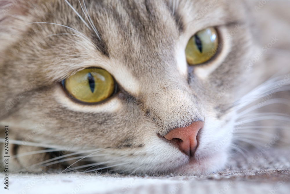 Closeup portrait of a cat. The cat looks into the distance with a sad look. Closeup of nose and cat eyes. Pet concept. 
