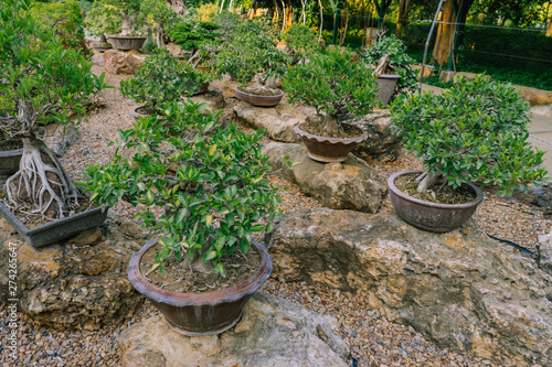 Variety of Bonsai trees were planted in pots and was many sorted for decoration in public garden.