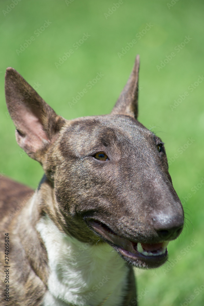 Miniature brindle and white bull terrier is standing on a green meadow. Close up. English bull terrier or wedge head.
