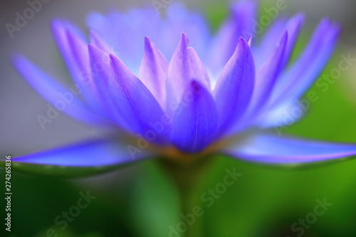 Macro close-up pictures of purple and blue lotus petals in Zen style