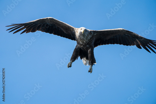 Close up of a White Tailed Sea Eagle  Haliaeetus albicilla  in flight