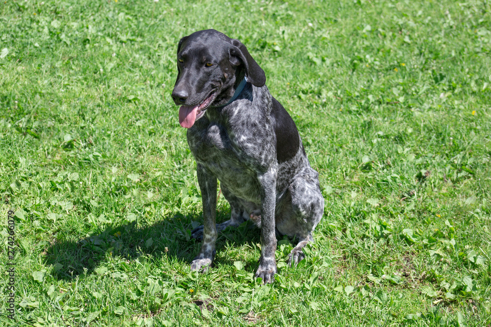 Norwegian sports mestizo. Norwegian half-breed is sitting on green meadow. Cross-breed pointer, kurzhaar and greyhound.