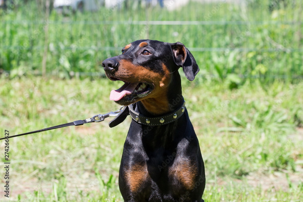 German pinscher puppy with lolling tongue is sitting on a green meadow. Pet animals.