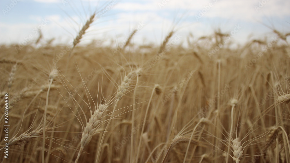 field of wheat field of wheat