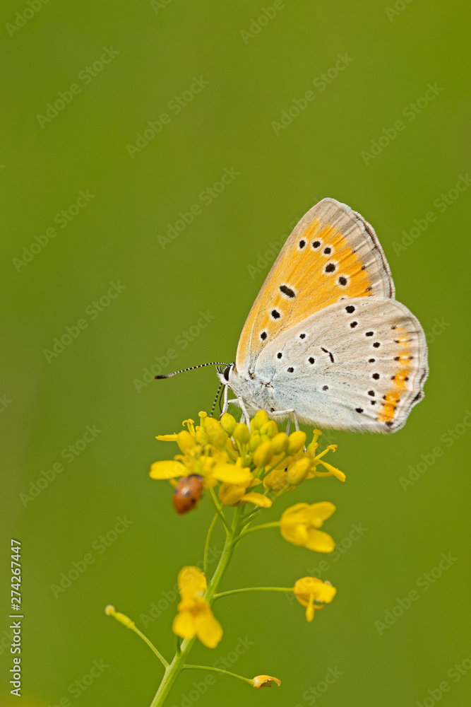 Großer Feuerfalter (Lycaena dispar) Großer Feuerfalter (Lycaena dispar)