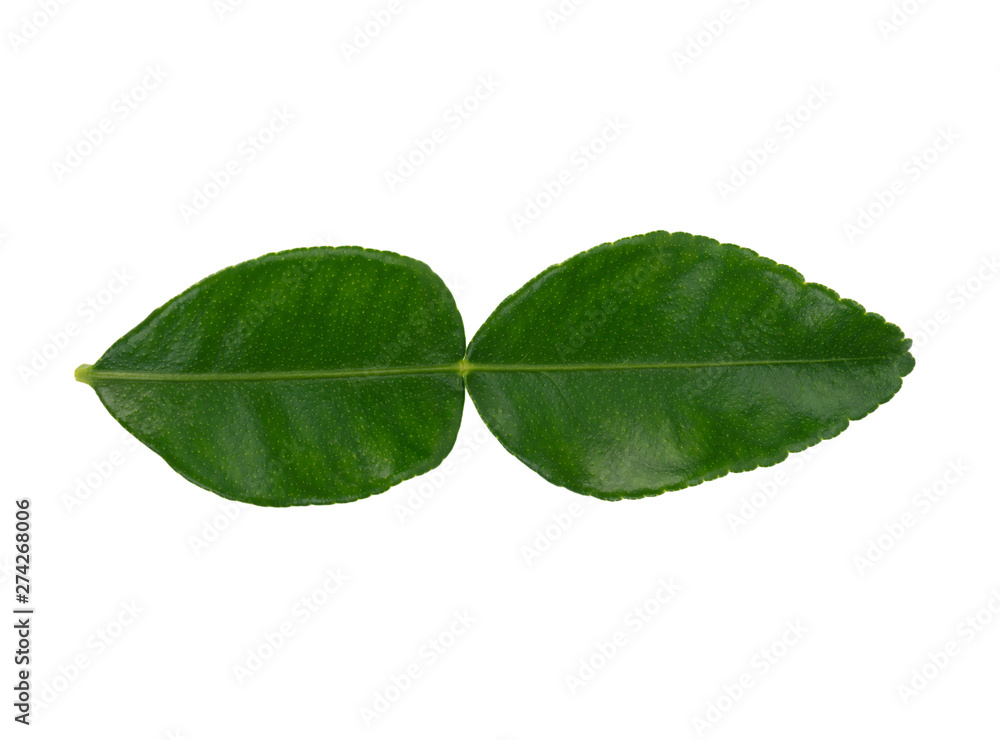 Green leaves, bergamot leaves, isolated on a white background Green leaves, bergamot leaves, isolated on a white background