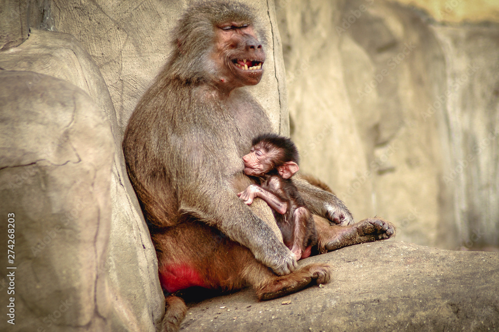 Hamadryas baboons in Zoological Garden called Warsaw Zoo in Warsaw, Poland