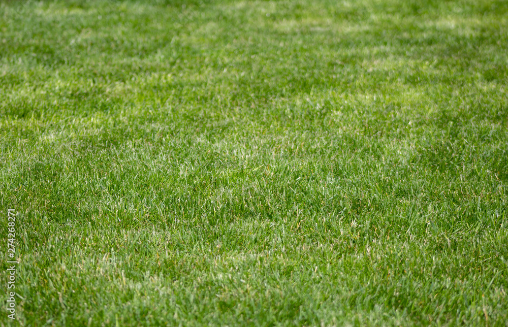 Garden lawn grass texture background Garden lawn grass texture background
