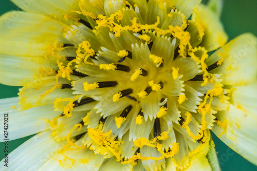 The macro shot of the background or the texture of the summer forest flower with the stamens, pestles and blades