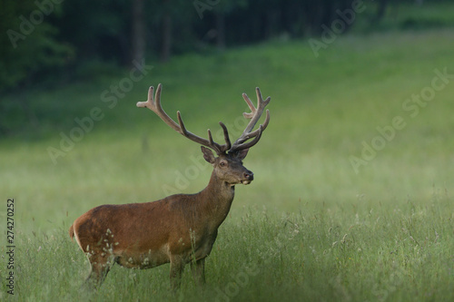 portrait of a deer with antlers on a meadow in spring