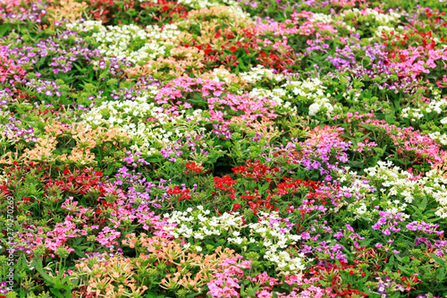 Fototapeta Naklejka Na Ścianę i Meble -  flowers bloom in the garden for natural background