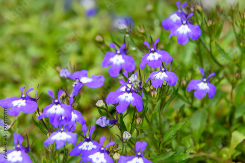 Violet Lobelia Erinus or Lobelia Sapphire flowers