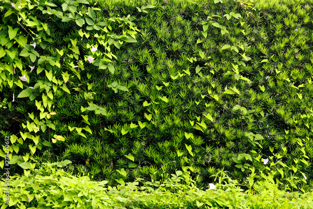 Green leaf fence and green leaves wall with empty space for natural background