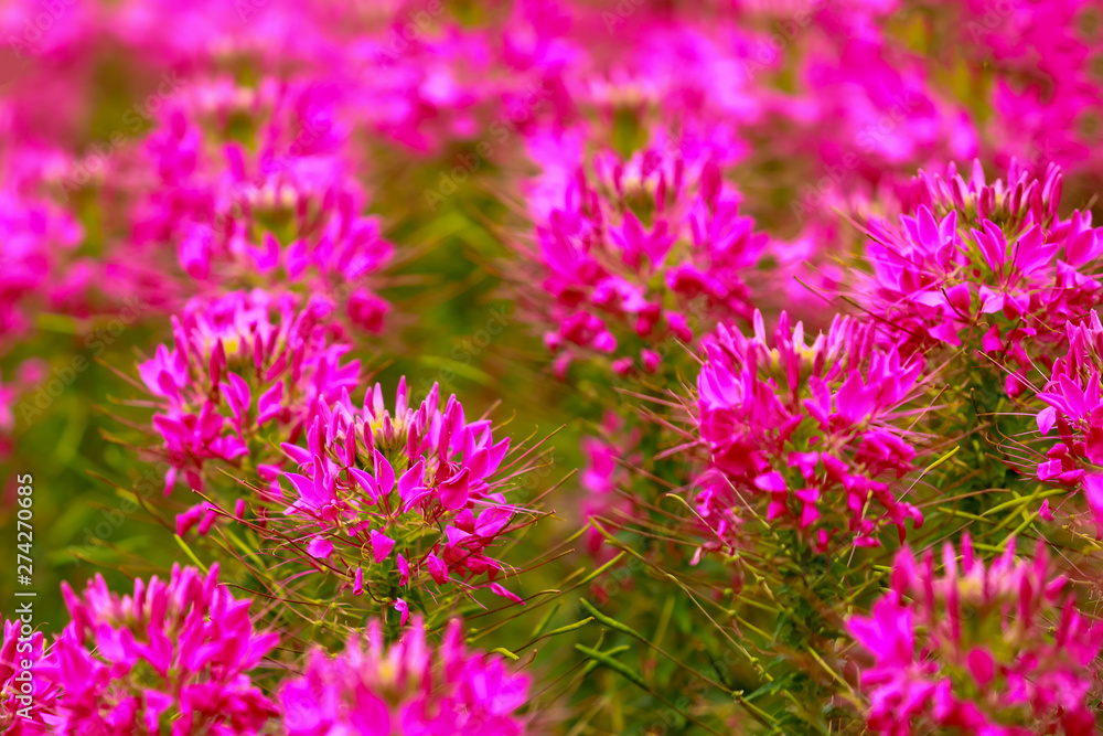 Fototapeta premium pink spider flower (Cleome hassleriana) in the garden