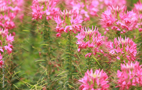 pink spider flower (Cleome hassleriana) in the garden photo