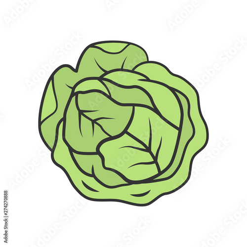 Cabbage color icon