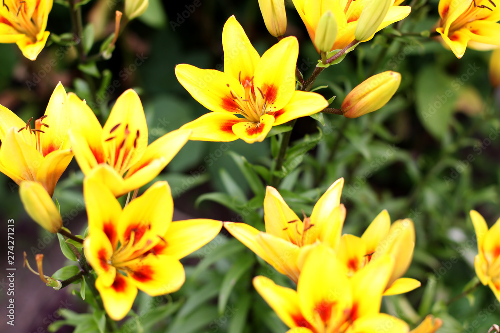 several yellow lilies growing in the garden. several yellow lilies growing in the garden.