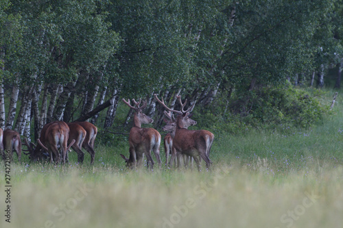 herd of deer with antlers running down the meadow towards the forest © Pavol Klimek