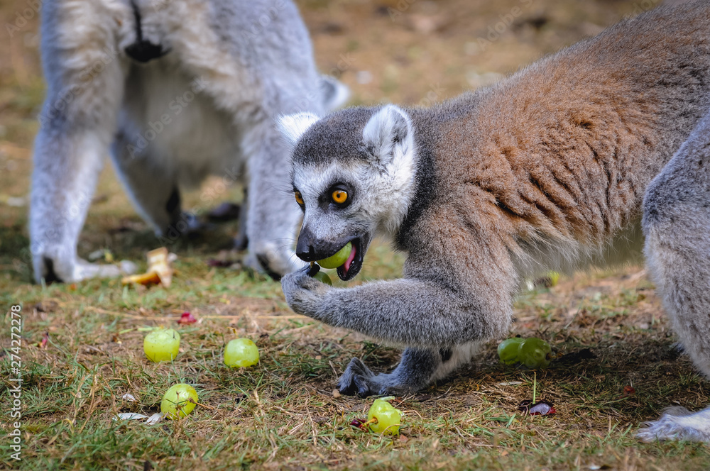 Ring tailed lemurs eats fruits in Serengeti Park, zoo and leisure park in Hodenhagen in North Germany Ring tailed lemurs eats fruits in Serengeti Park, zoo and leisure park in Hodenhagen in North Germany