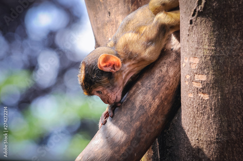 Barbary Macaque in Serengeti Park, zoo and leisure park in Germany photo