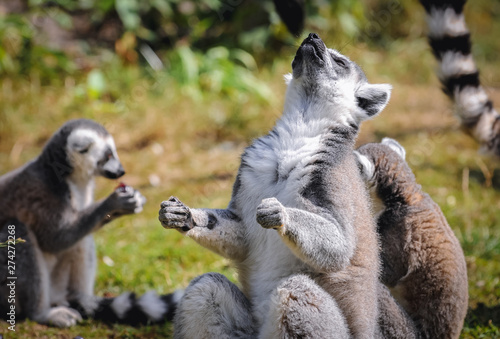 Ring tailed lemurs in Serengeti Park, zoo and leisure park in Hodenhagen in North Germany photo