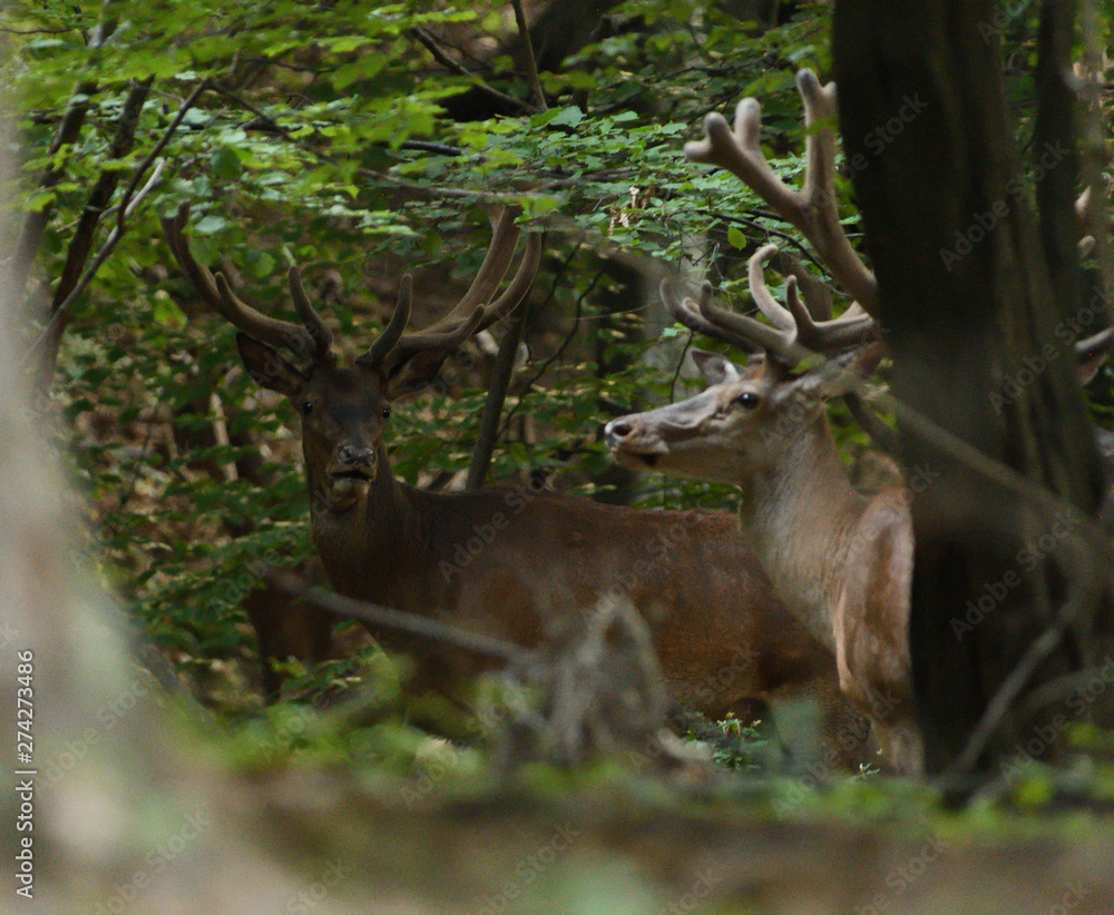 Naklejka premium deer buck with antlers is walking in dense forest through bushes and branches