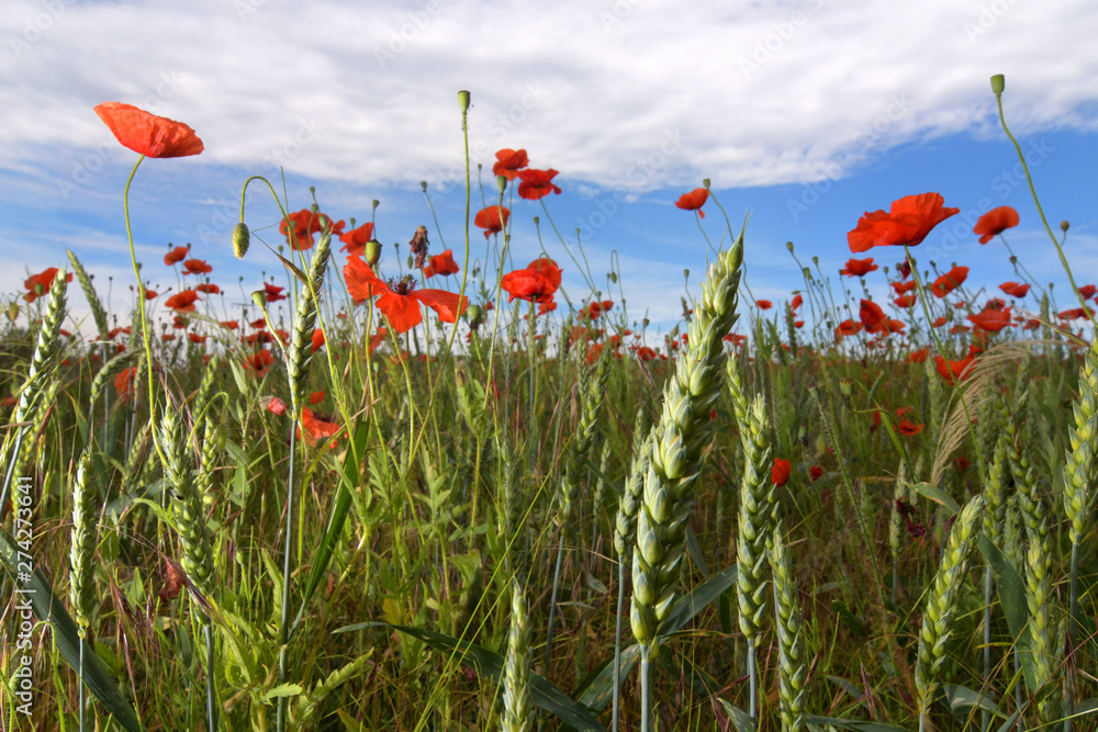 Obraz premium Weizen im Mohnfeld