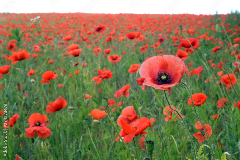 Obraz premium Weizen im Mohnfeld