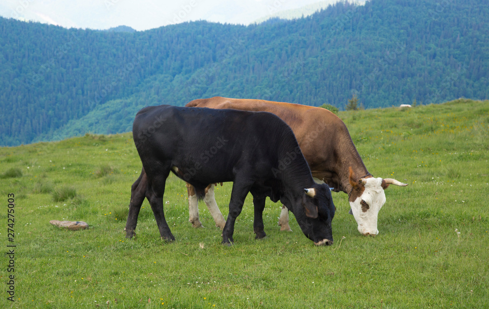 Fototapeta premium Cows graze on the mountain valley Smotrich, Carpathians, Ukraine. In the mountains, they eat ecologically clean food and water