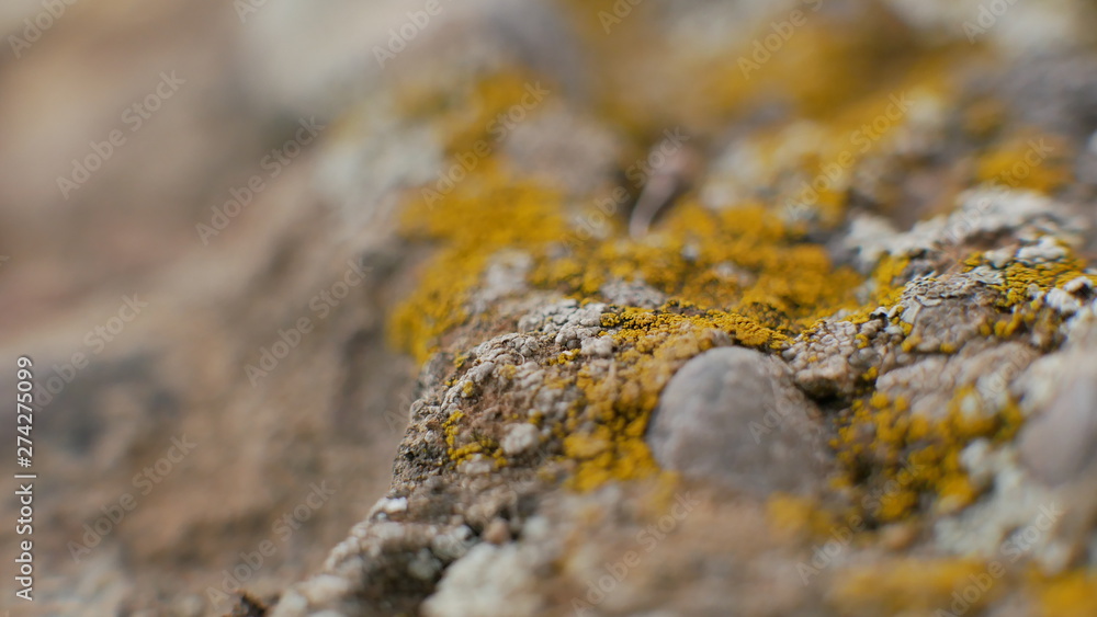 macro macro