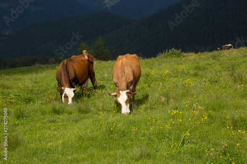 Cows graze on the mountain valley Smotrich, Carpathians, Ukraine. In the mountains, they eat ecologically clean food and water photo