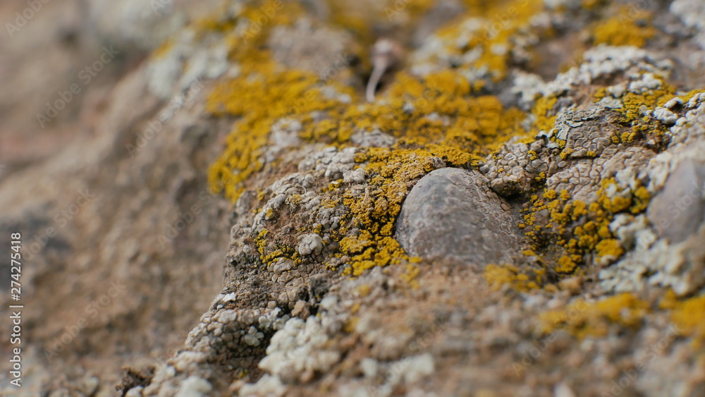 macro macro