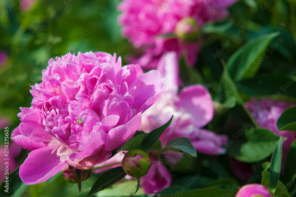 Big pink peony flower in garden