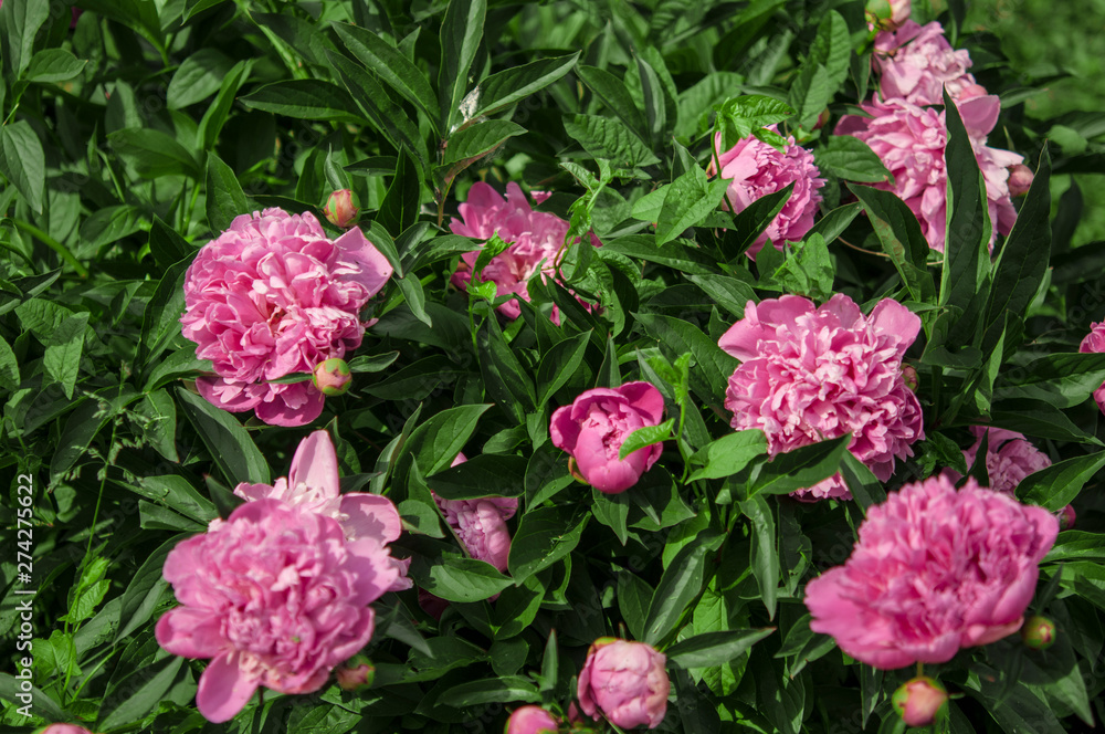 Big pink peony flower in garden Big pink peony flower in garden