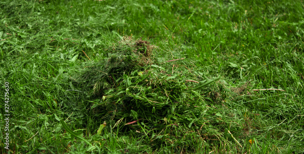 Mown lawn lane among unmown lawn in the sunny summer garden Mown lawn lane among unmown lawn in the sunny summer garden
