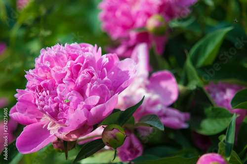 Big pink peony flower in garden